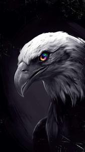 Majestic Eagle in Flight - Wallpaper for iPhone eagle iphone wallpaper