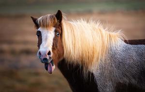 Majestic Horse enjoying nature horse wallpaper