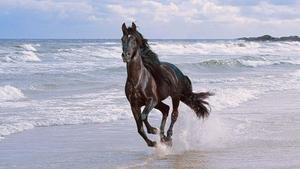 Majestic Horse Grazing in Nature horse wallpaper