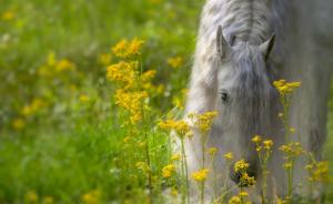 Majestic Horse Overlooking a Valley horse wallpaper