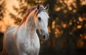 Majestic Horse Running Free horse wallpaper