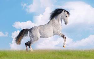 Majestic horse running through a field of tall grass horse wallpaper