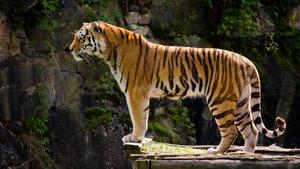 Majestic Stance Of A Standing Tiger tiger wallpaper