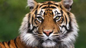 Majestic Tiger Gracing its Surroundings with Regal Grandeur  Wallpaper