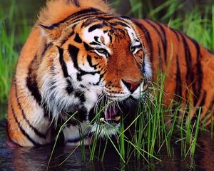 Majestic Tiger in its Natural Habitat tiger wallpaper