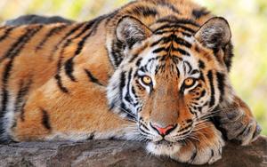 Majestic Tiger in its Natural Habitat tiger wallpaper