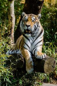 Majestic Tiger Looking at Camera tiger wallpaper