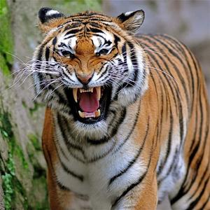 Majestic Tiger Roaming in the Wilderness tiger wallpaper