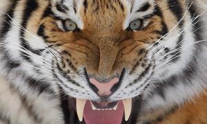Majestic Tiger Roaming in the Wilderness tiger wallpaper