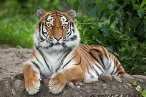 Majestic Tiger Roaming Tiger Reserve tiger wallpaper