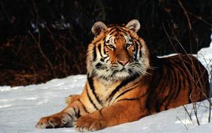 Majestic White Tiger Nestled In Snow tiger wallpaper