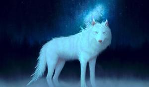 Majestic White Wolf in Motion wolf wallpaper