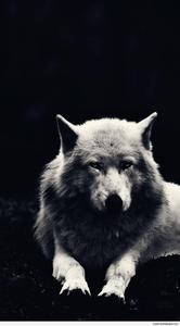 Majestic White Wolf wolf wallpaper