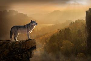 Majestic Wolf Gazing From Rocky Outcrop wolf wallpaper