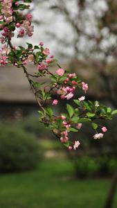 Malus Halliana Beautiful Phone beautiful phone wallpaper
