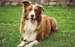 Man's best friend enjoying a summer day. summer wallpaper