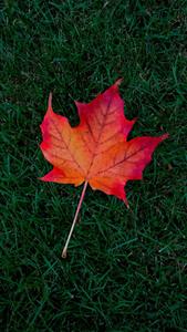 Maple Leaf On Grass Fall IPhone fall iphone wallpaper