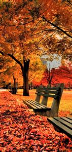 Maple Tree Fall IPhone fall iphone wallpaper