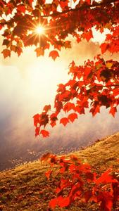 Maple Tree On Mountain Fall IPhone fall iphone wallpaper