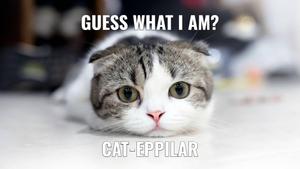 Maru Cat Funny Meme funny meme wallpaper