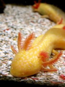 Meet Lupe, the friendly axolotl axolotl wallpaper