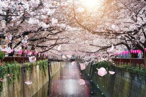 Meguro River Cherry Blossom Picture cherry blossom wallpaper