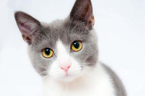 "Mesmerizing gaze of a feline beauty"- Cute Cat Pfp cute cat pfp wallpaper