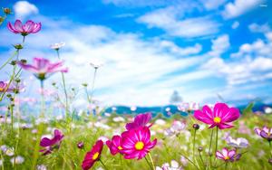 Mesmerizing Nature Flower nature flower wallpaper