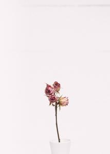 Minimalist beauty of a pink rose minimalist wallpaper