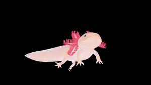 Minimalist Pink Axolotl axolotl wallpaper