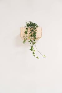 Minimalist Potted Ivy Plant minimalist wallpaper