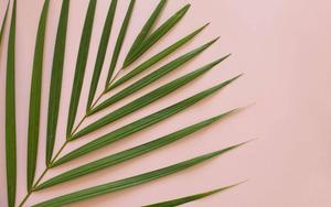 Minimalist Summer Aesthetic Palm Leaf summer aesthetic wallpaper