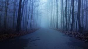 Misty Road Forest Scary scary wallpaper