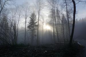 Misty Somber Forest forest wallpaper
