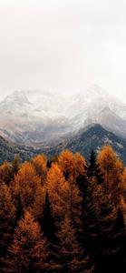 Misty Tree Mountain Fall IPhone fall iphone wallpaper