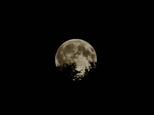Moon moon wallpaper