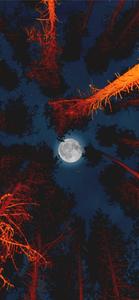 Moon Aesthetic Forest moon aesthetic wallpaper