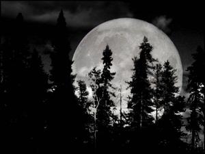Moon moon wallpaper