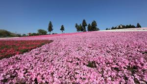 Moss Phlox Flower Fields Picture flower wallpaper