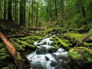Mossy Forest River Nature Picture nature wallpaper