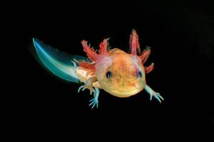 Multicolored Axolotl In Black axolotl wallpaper