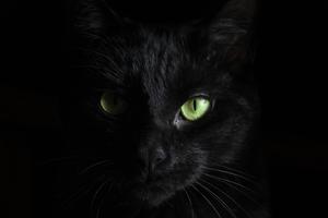 Mysterious Black Feline in the Shadows black wallpaper