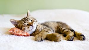 Napping Cute Cat PFP cute cat pfp wallpaper