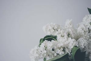 Nature and Aesthetics Blend Seamlessly white aesthetic wallpaper