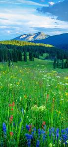 Nature Green Fields iPhone 13 Pro iphone 13 pro wallpaper