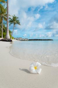 Nature in Full Bloom summer wallpaper