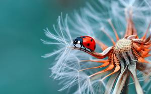 Nature Ladybug Photography Desktop 4K desktop 4k wallpaper