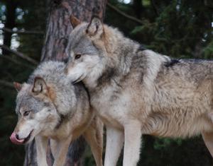 Nature of the Wild - A Lone Wolf at Dusk wolf wallpaper