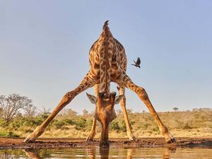 Nature View Of A Giraffe Drinking Picture nature wallpaper