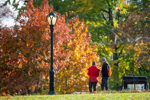 Nature's Beauty Ablaze in Fall fall wallpaper